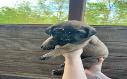 English Mastiff dogs for sale: Pinky - Image 5