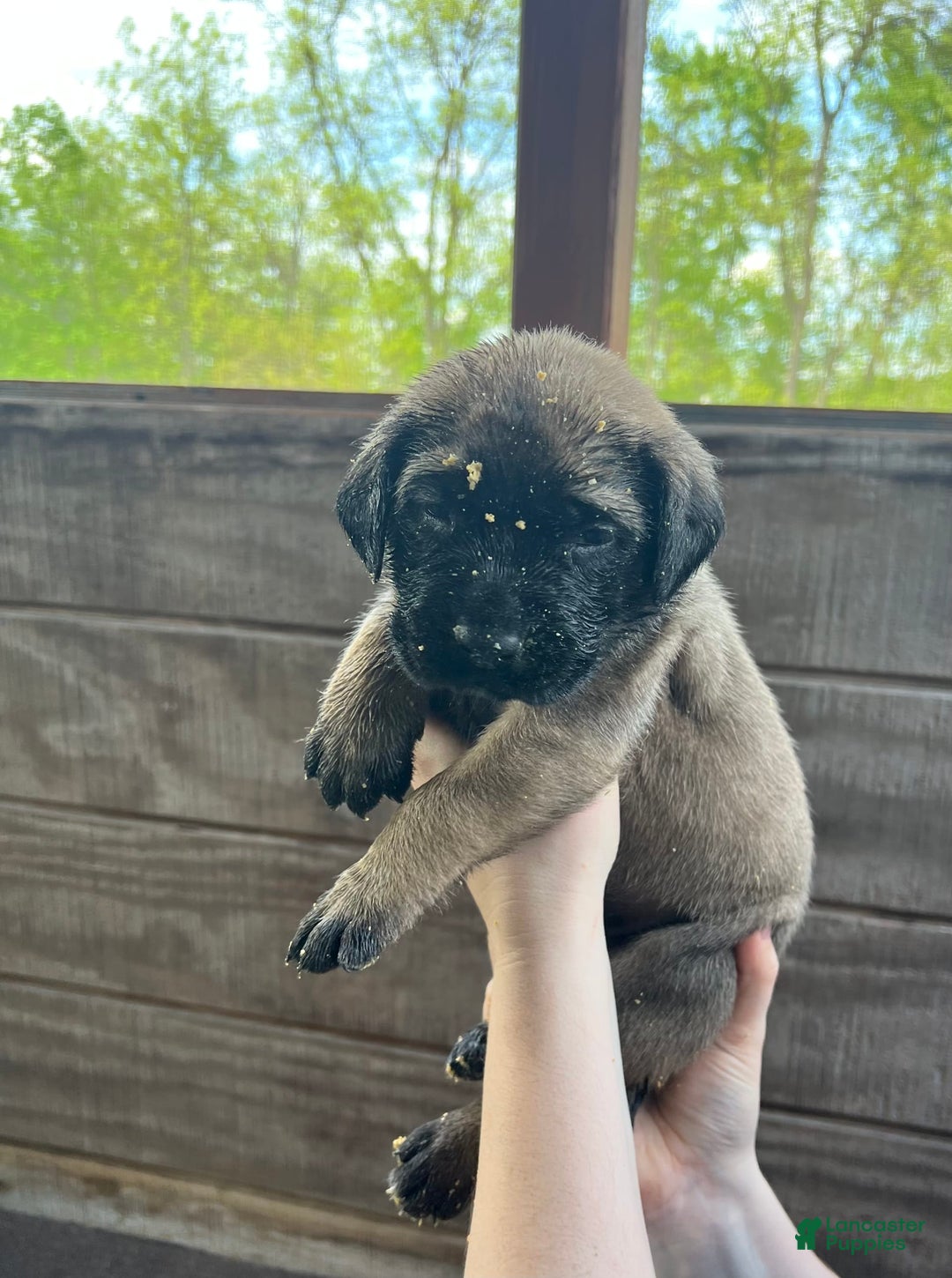 English Mastiff dogs for sale: Pinky - Image 5