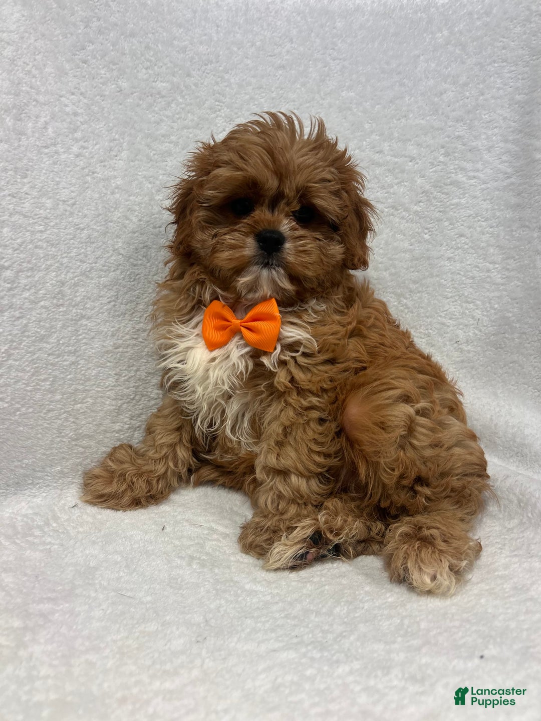 Cavapoo dogs for sale: Mike - Image 2