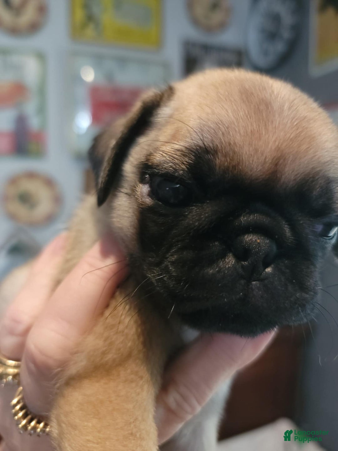 Pug dogs for sale: Pug 4 puppies - Image 3