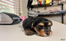 Yorkshire Terrier dogs for sale: Reign - Image 3