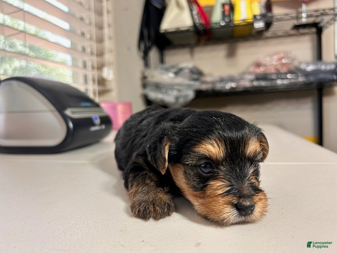 Yorkshire Terrier dogs for sale: Reign - Image 3