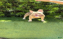 French Bulldog dogs for sale: Susu - Image 5