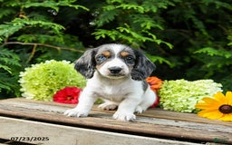 Miniature Dachshund dogs for sale: Enzo - Image 1