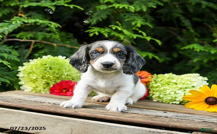 Miniature Dachshund dogs for sale - Ad 5