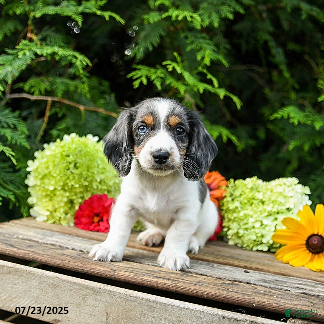 Miniature Dachshund dogs for sale: Enzo - Image 1