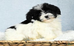 Havapoo dogs for sale: Wesley - Image 18