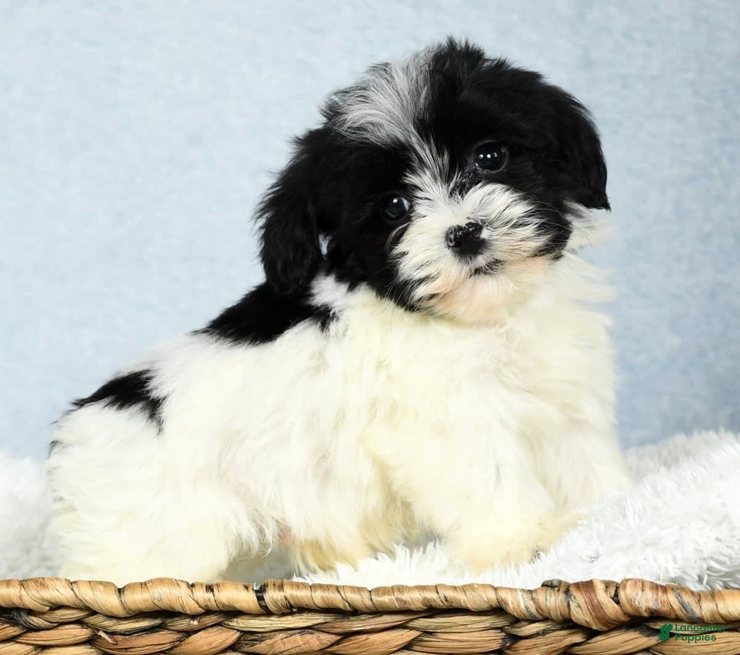 Havapoo dogs for sale: Wesley - Image 18