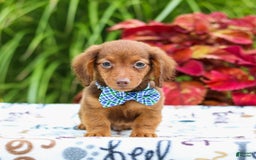 Miniature Dachshund dogs for sale: Zack - Image 4