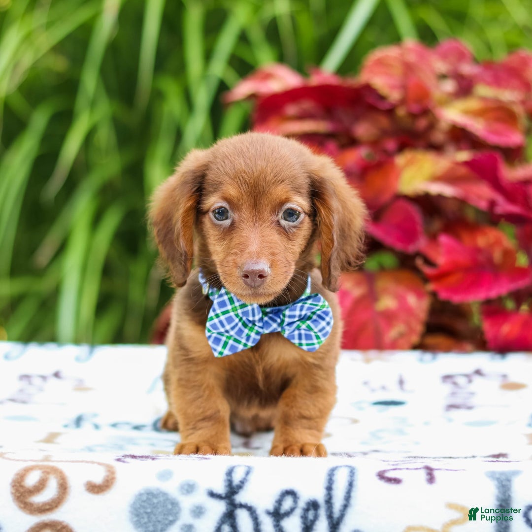 Miniature Dachshund dogs for sale: Zack - Image 4