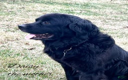 Newfoundland dogs for sale: Annie - Image 6