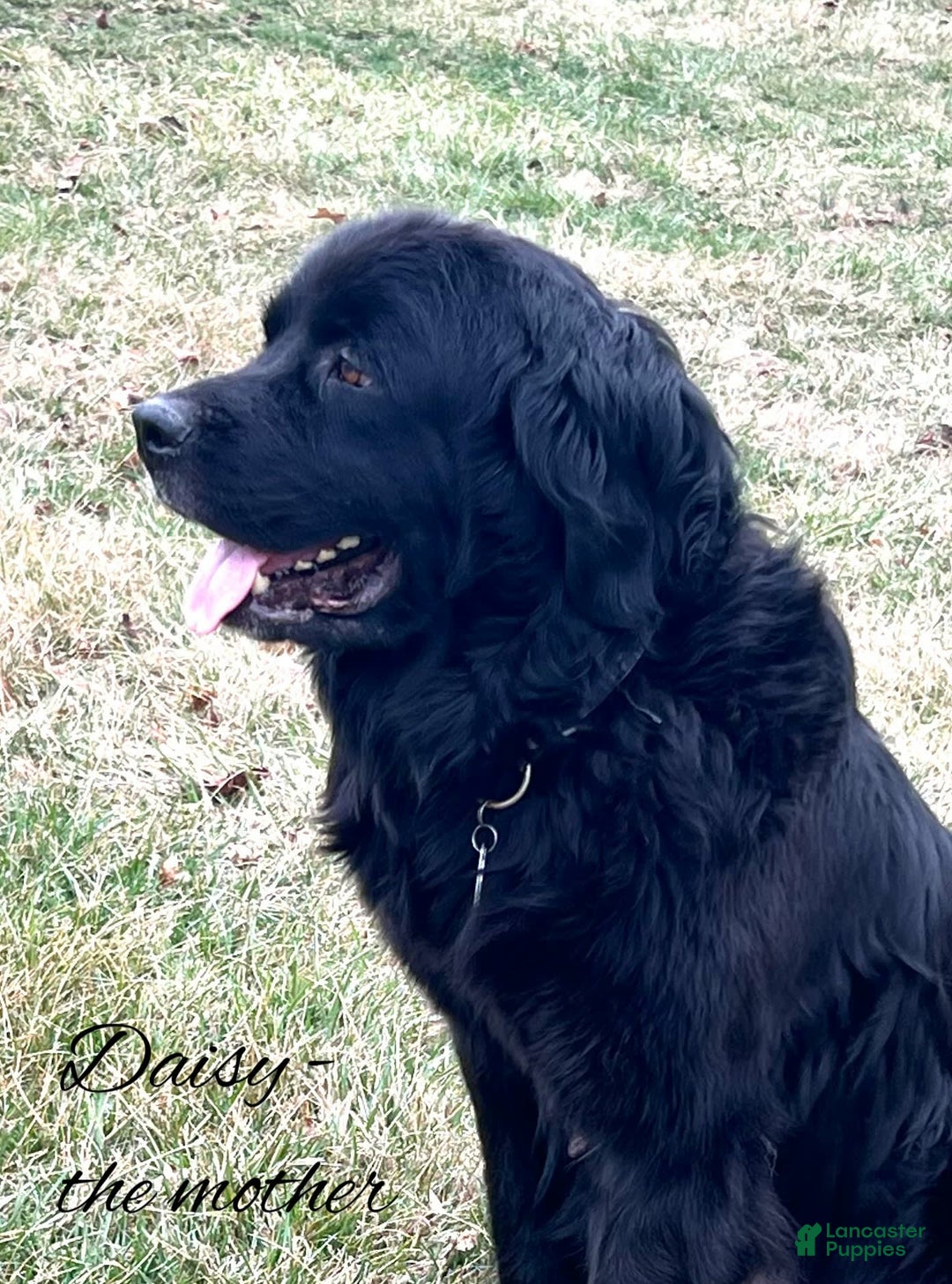 Newfoundland dogs for sale: Annie - Image 6