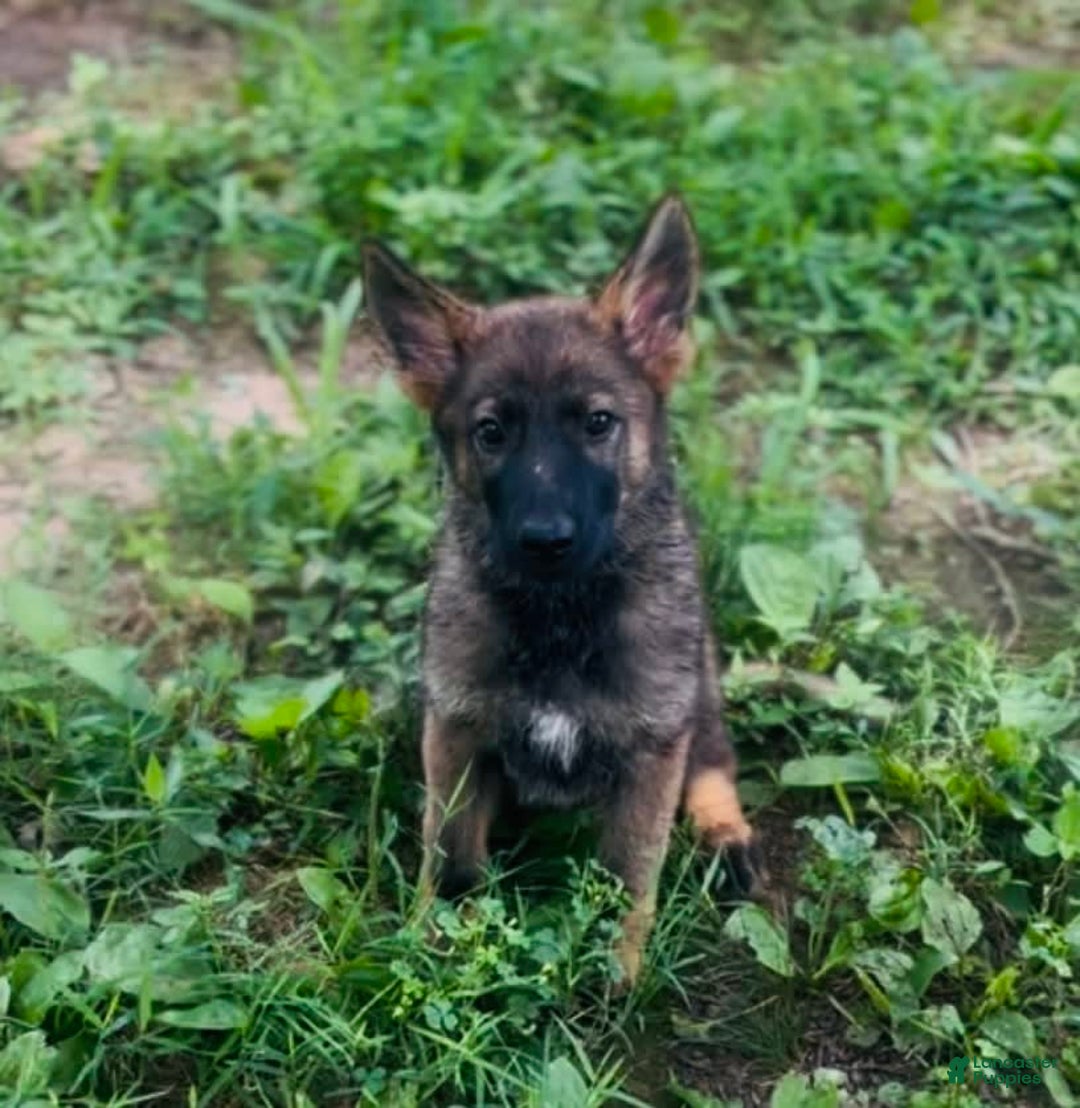 German Shepherd dogs for sale: Gem - Image 5