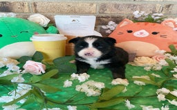 Pomsky dogs for sale: Nami - Image 6