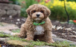Yorkiepoo dogs for sale: Max - Image 13