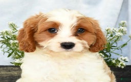 Cavapoo dogs for sale: Pluto - Image 9