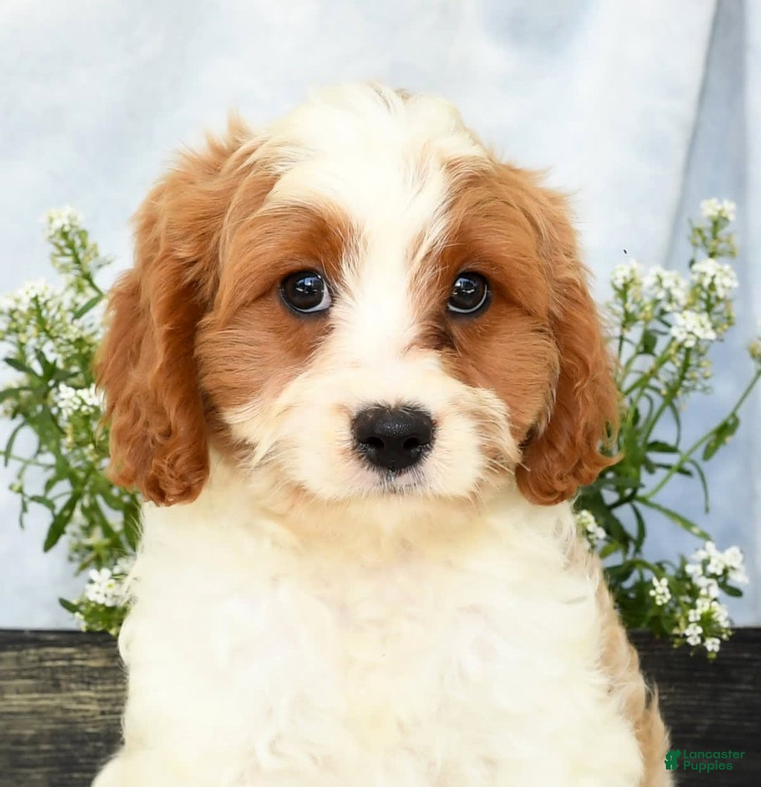 Cavapoo dogs for sale: Pluto - Image 9