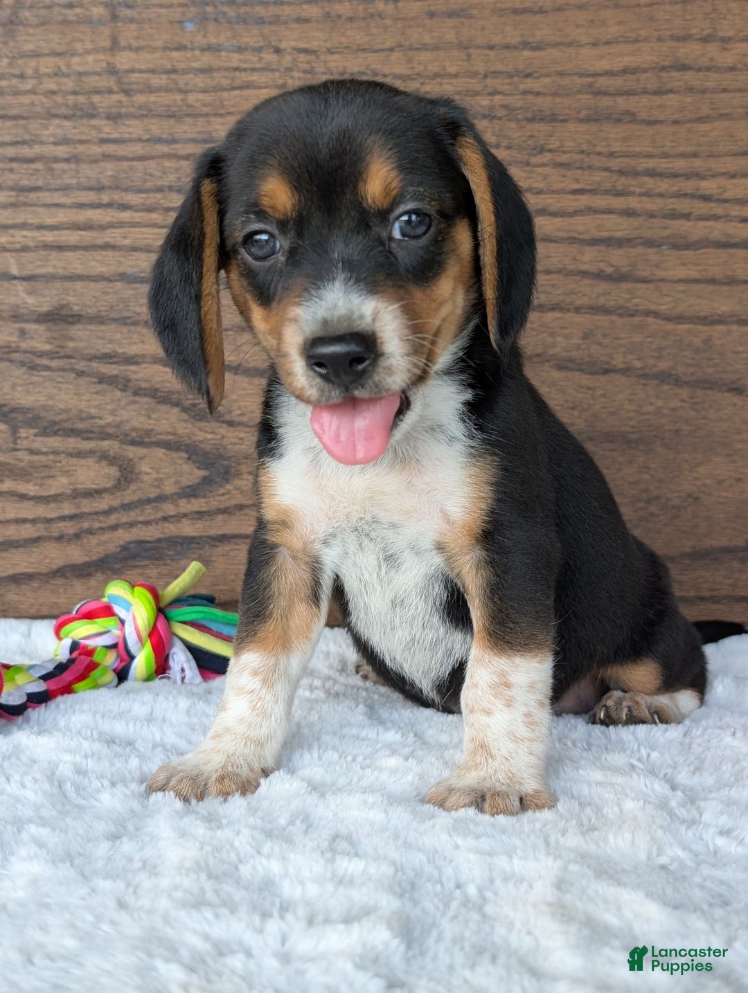 Beagle dogs for sale: Molly - Image 10
