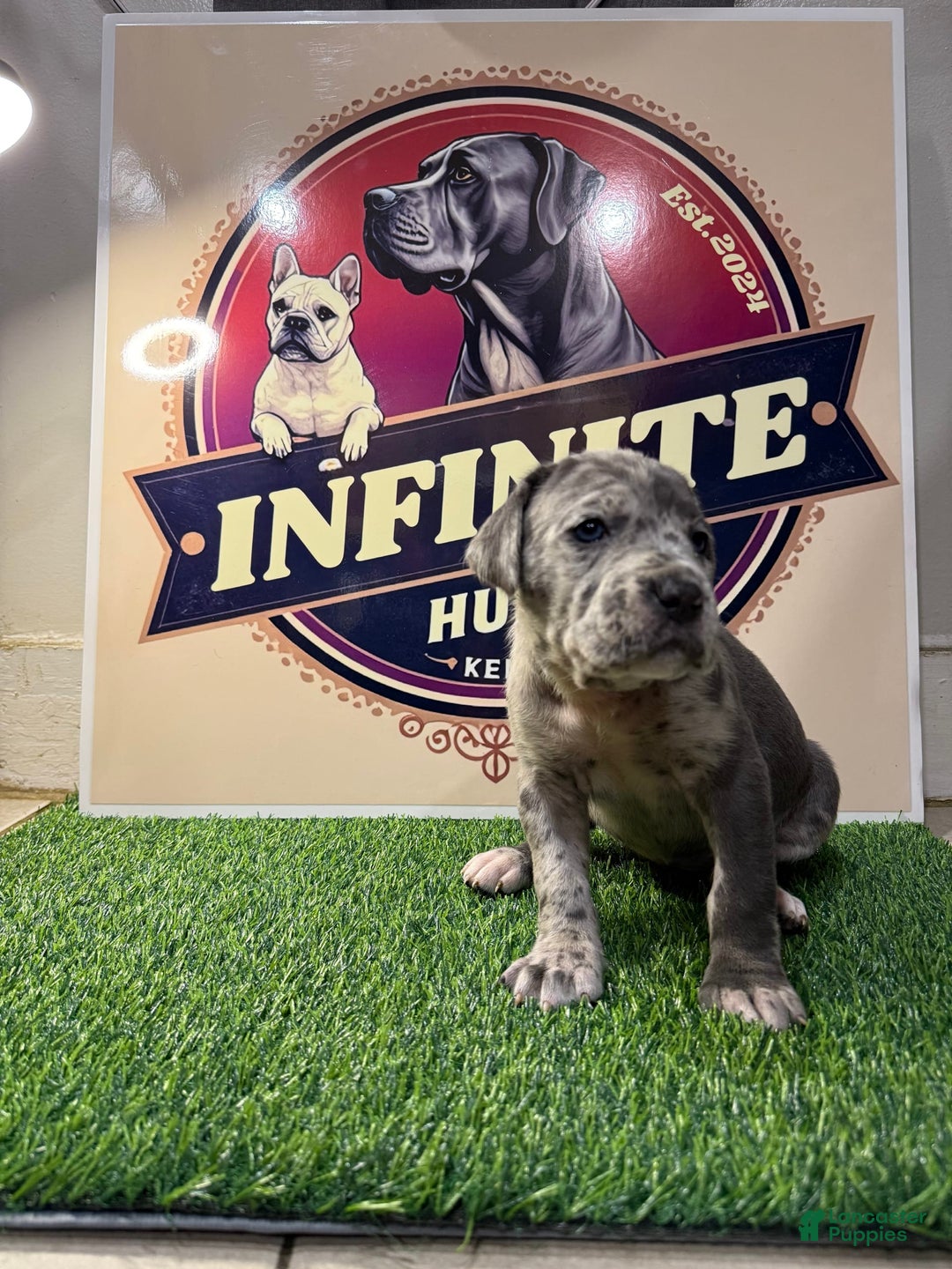 Cane Corso dogs for sale: Merle Female 4 - Listing for pets: Blue Male 2, Blue Male 3, Merle Female 1, Merle Female 2, Merle Female 3, Merle Female 4 - Image 3