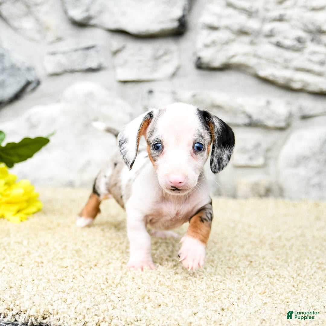 Miniature Dachshund dogs for sale: Zander - Image 2
