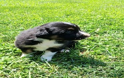 Border Collie dogs for sale: Romeo - Image 1