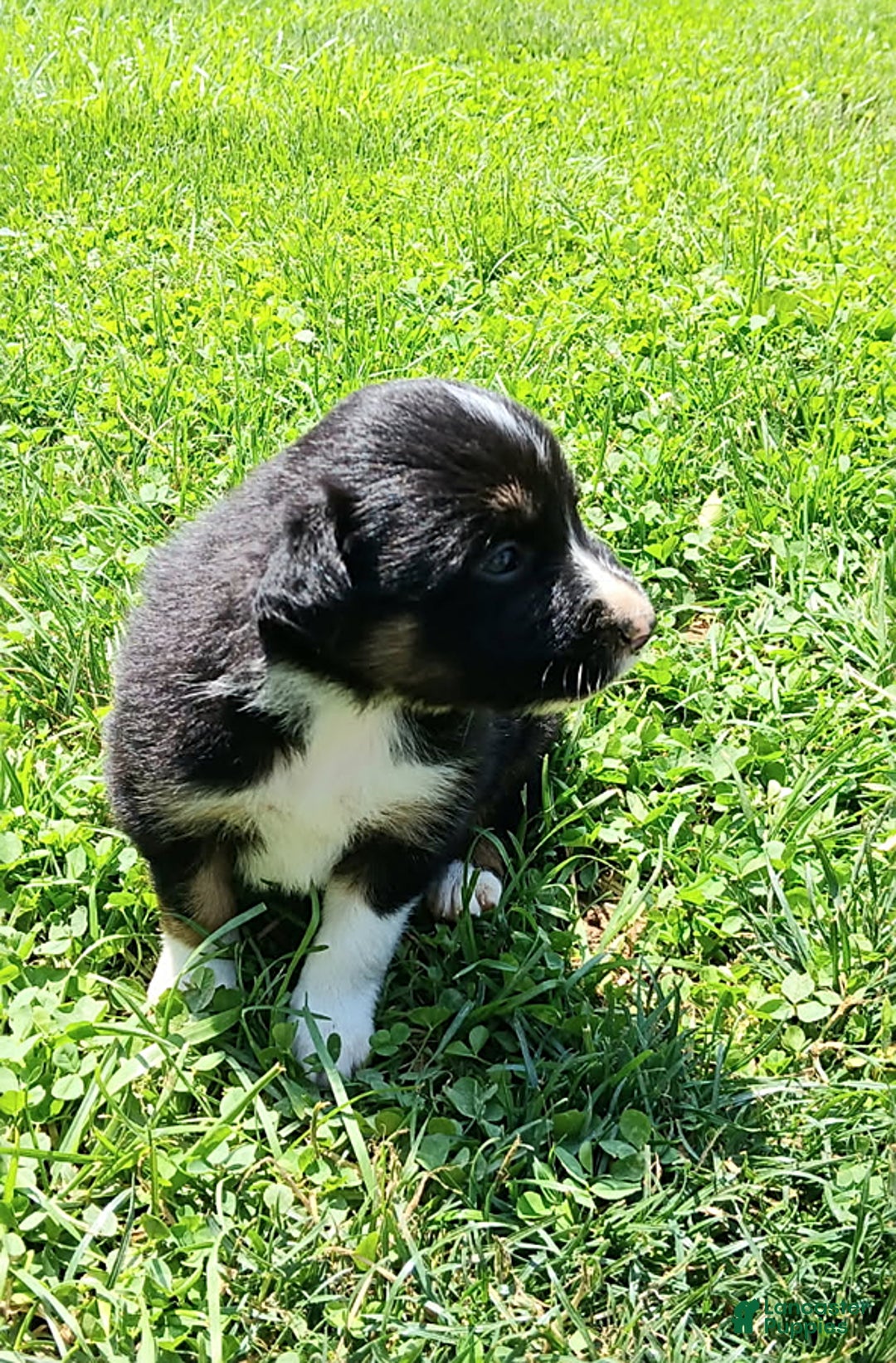Border Collie dogs for sale: Romeo - Image 1