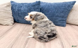 Mini Bernedoodle dogs for sale: Molly - Image 6