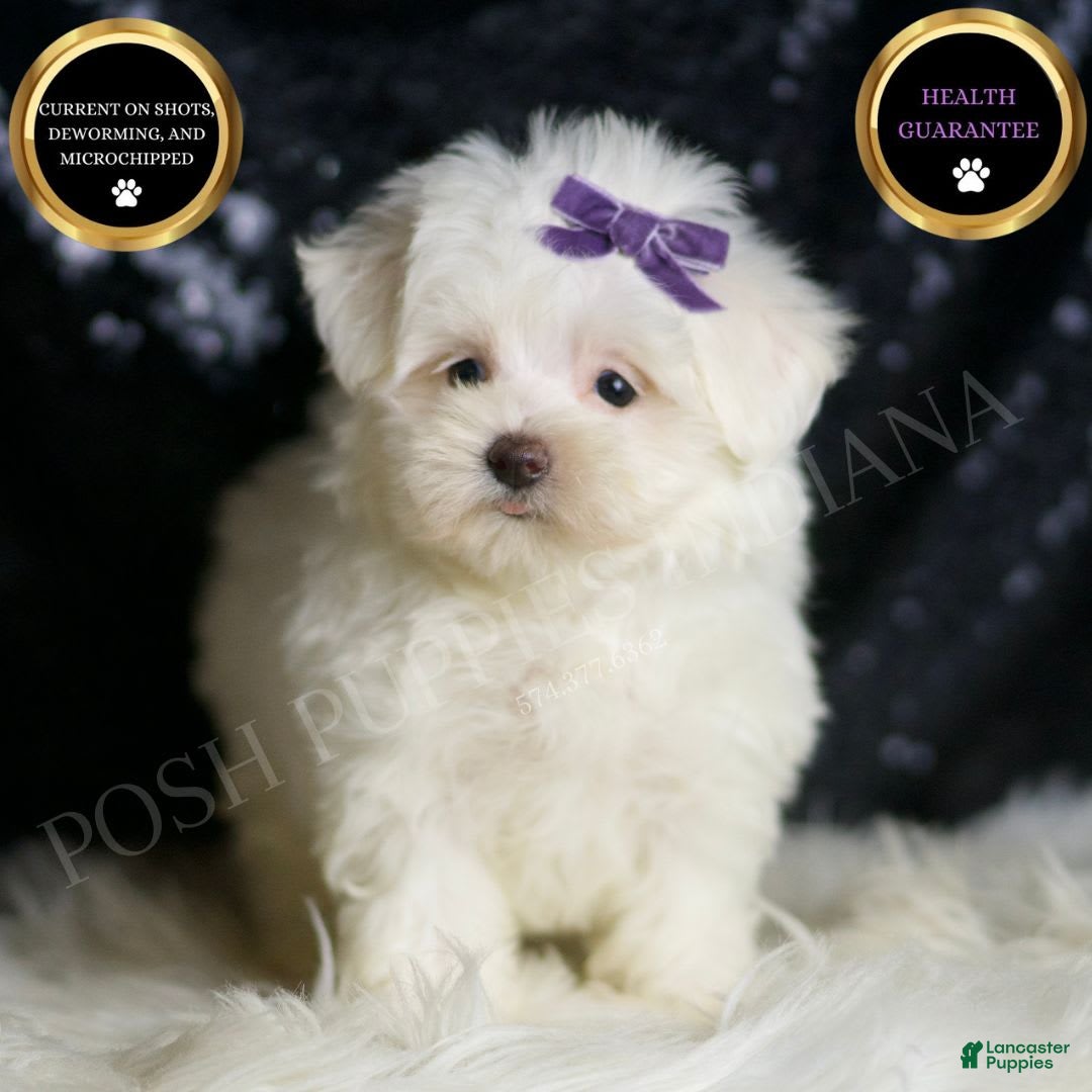 Maltese dogs for sale: Mila - Image 1