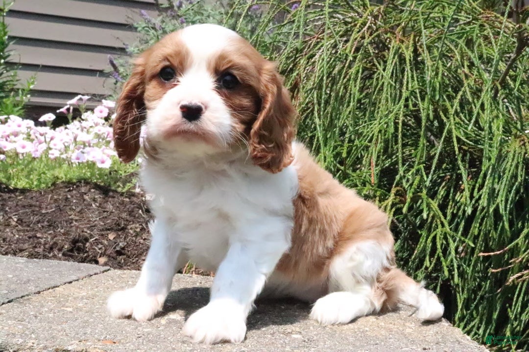 Cavalier King Charles Spaniel dogs for sale: Roxy - Image 3
