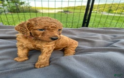 Goldendoodle dogs for sale: Baby Girl - Image 2