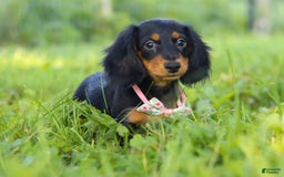 Miniature Dachshund dogs for sale: Joy - Image 2