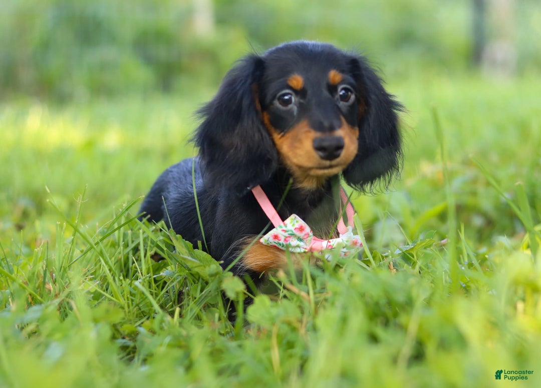 Miniature Dachshund dogs for sale: Joy - Image 2