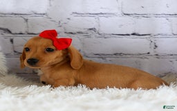 Miniature Dachshund dogs for sale: Nick - Image 12
