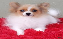 Pomeranian dogs for sale: Clark - Image 16