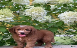 Mini Goldendoodle dogs for sale: Kaylor - Image 6