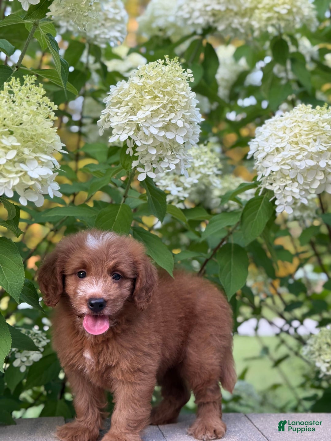 Mini Goldendoodle dogs for sale: Kaylor - Image 6