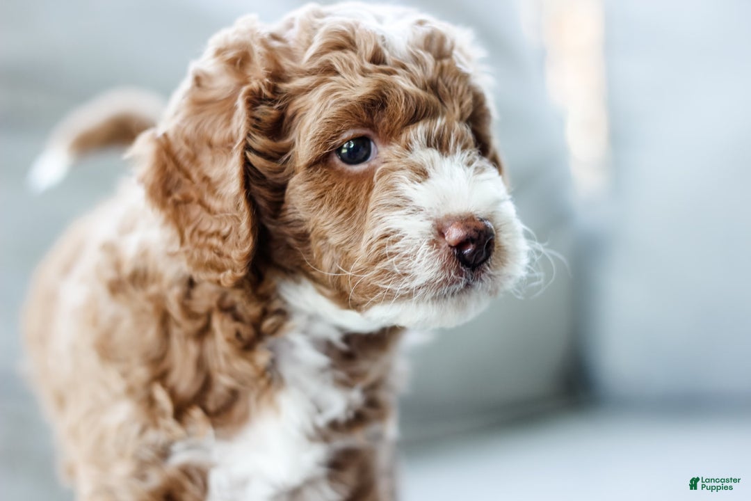 Mini Aussiedoodle dogs for sale: Cooper - Image 3