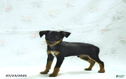 Miniature Pinscher dogs for sale: Isaac - Image 2