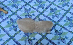 Golden Retriever dogs for sale: JOEY - Image 15