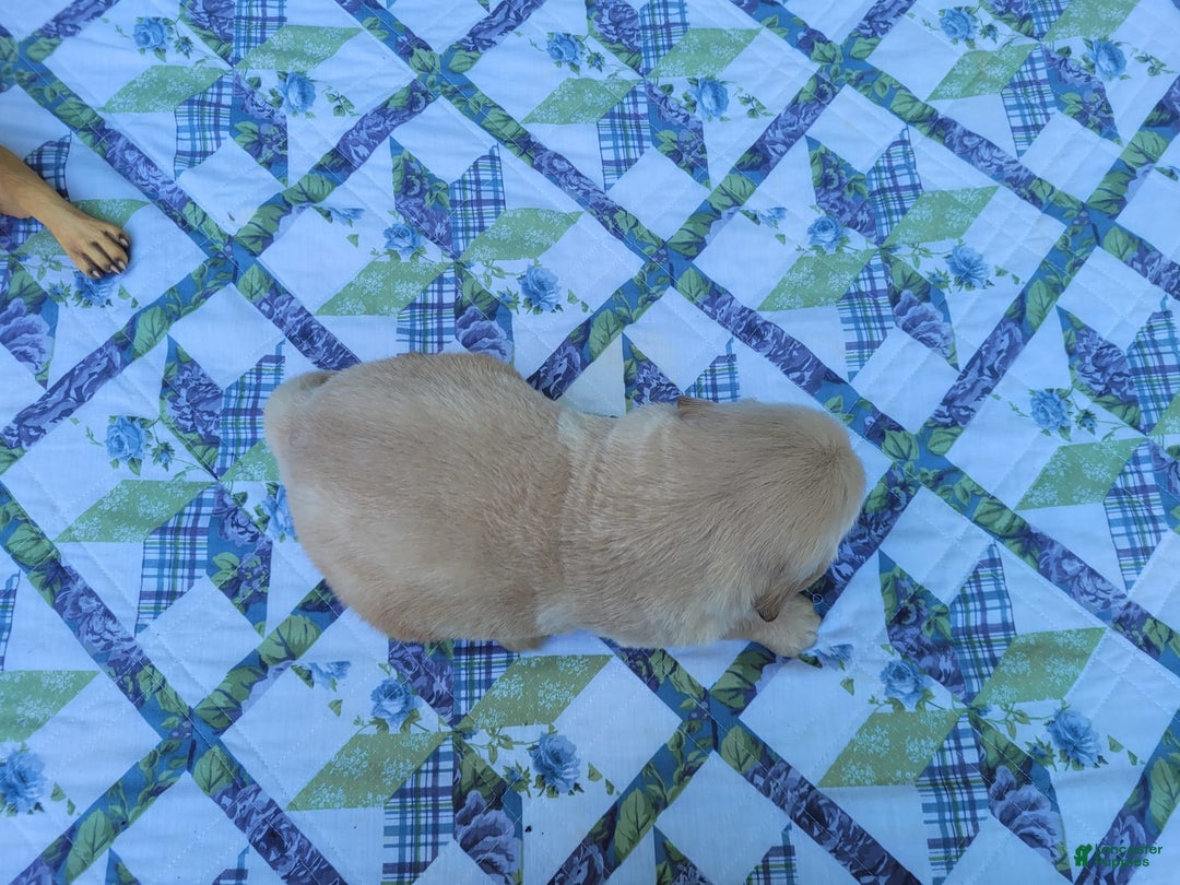 Golden Retriever dogs for sale: JOEY - Image 15