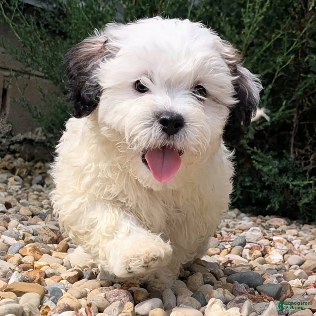 Teddy Bear dogs for sale: Custard - Image 6