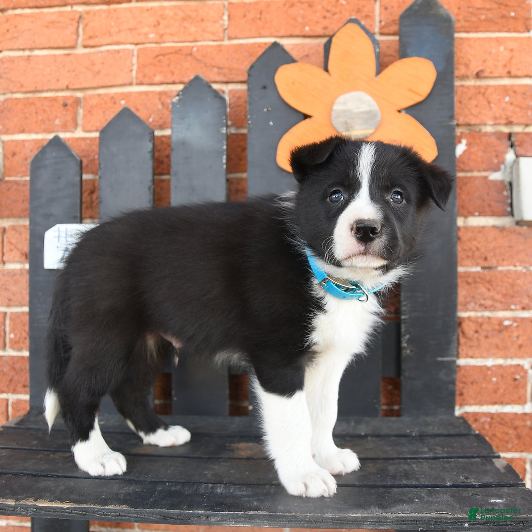 Border Collie dogs for sale: Chester - Image 2