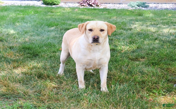 Labrador Retriever dogs for sale - Ad 1