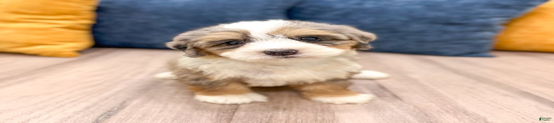 Maggie