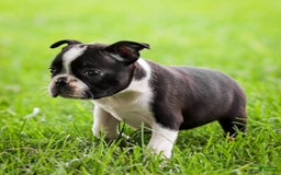 Boston Terrier dogs for sale: Pearl - Image 8
