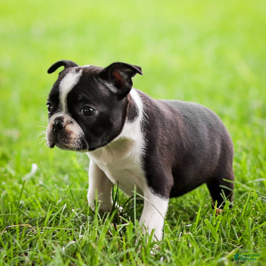 Boston Terrier dogs for sale: Pearl - Image 8