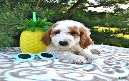 Mini Goldendoodle dogs for sale: Dallas - Image 17