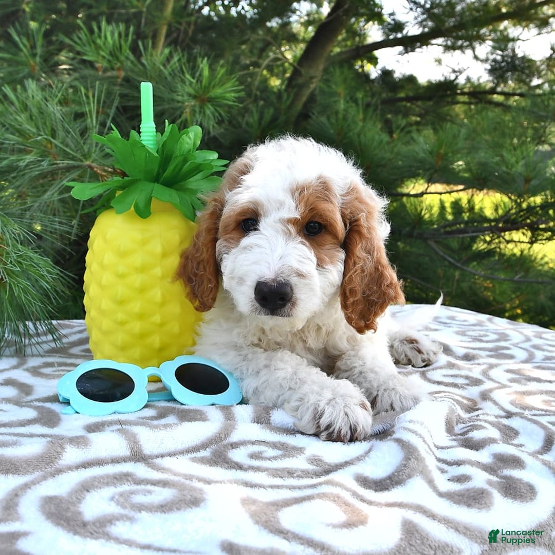 Mini Goldendoodle dogs for sale: Dallas - Image 17