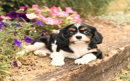 Cavalier King Charles Spaniel dogs for sale: Daisy - Image 2