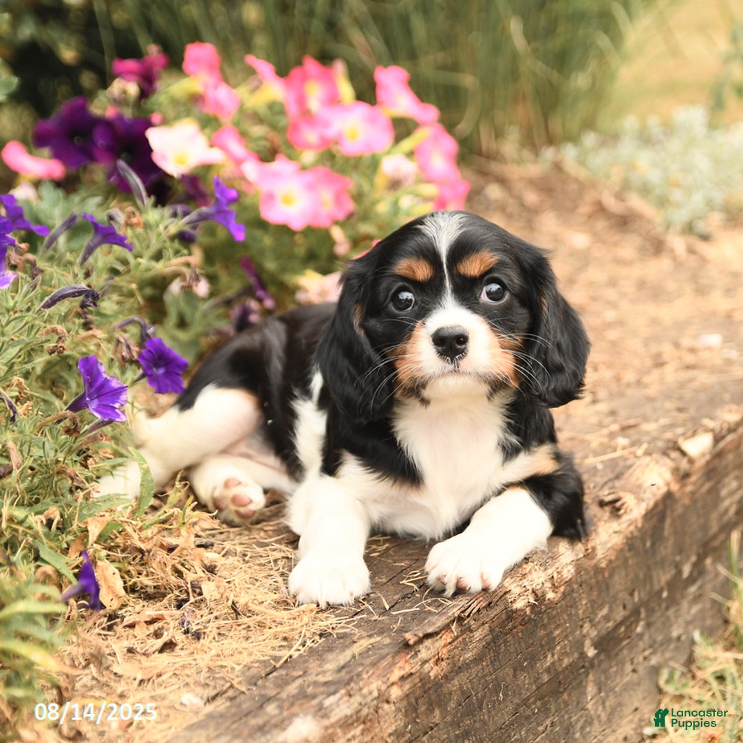 Cavalier King Charles Spaniel dogs for sale: Daisy - Image 2